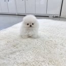 포메라니안분양 포메라니안책임분양 포메라니안 애견분양 입양문의 책임분양 서울강아지분양 강남강아지분양 송파강아지분양 위례강아지분양 성남강아 이미지