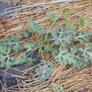 해연농장 이미지