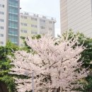 보문정 | 경주 여행, 당일치기로 다녀온 경주 벚꽃 여행 후기, 대릉원 월정교 오릉 황룡원 보문정