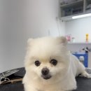 아름답개 이미지