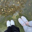 (주)코난미디어 | [JEJU 2026 봄] 제주 여행 2박 3일 여행 일정 정리(제주 한바퀴 with Hong♡)