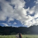 이효석농장 | 청주여행 추정리메밀밭 개화상태 추천