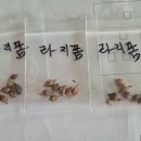 라지 이미지