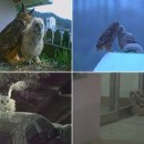 동물농장 이미지