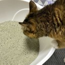 pet 14라9261 | 쉬즈곤 :: 고양이모래추천 먼지 없는 모래의 끝판왕 쉬즈곤 먼지아웃 벤토나이트 사용해본 솔직 후기