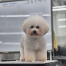 핸섬가위 이미지