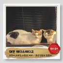 성심목욕탕 | 대전))성심당간김에 필수코스! 테디스테디고카페에서 힐링하기_고양이와소품샵까지 다있다