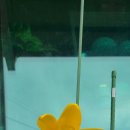 매일 꽃 이미지