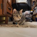 새마산동물병원 이미지