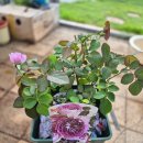 블루문(Blue Moon) | 블루문스톤 type3 Blue Moon Stone, 가와모토