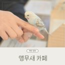앵무새카페리프패럿분당