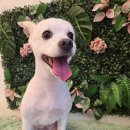 그루밍140 이미지