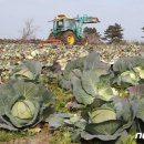 대정농업협동조합 농산물산지유통센터 이미지