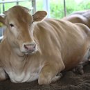 풀로만목장 이미지