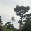 경포대가는길 이미지