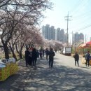 2019년 김포시 벚꽃축제_김포시수어교실 안내 이미지