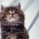 중곡동물병원 이미지