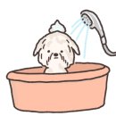 더마리 이미지