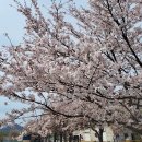 2023년 4월4일 세종시 금남면 부용리 벚꽃 길 : 이미지