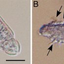 자주복의 점액에서 추출한 D-mannose-specific IgM노출 Heterobothrium oncomiracidium의 섬모 탈락 이미지