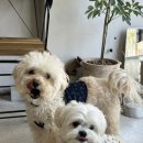 [현대 펫보험] 강아지 보험 드디어 가입한 후기 (광고 아닌 내돈내산)