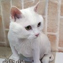 코리아 퍼피 네이버블로그
