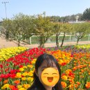 명화로 알아보는 그림산책 | 태안 세계튤립축제 일정 충남 4월 볼거리 정리
