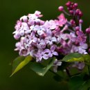 수수꽃다리 이미지