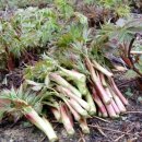 첫골농장 이미지