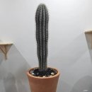 에덴화원 이미지
