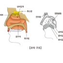 알레르기 비염[Allergic rhinitis귀코목질환] 이미지