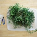 로즈마리 스머지스틱 만들기 이미지