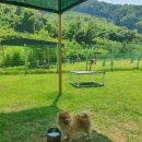 파트라슈반려견학교 이미지