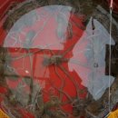 목포세발낙지 이미지