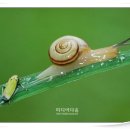 달팽이의하루 이미지