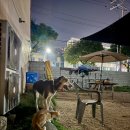 개뭉치반려견센터 - 여수시 충무로 73 | 개뭉치반려견센터