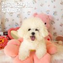 루이비독 이미지