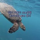 주안제일열정지사 | 길리 트라왕안 스노클링 투어 추천 | 주안(Juan) 가이드 프라이빗 4시간 후기 (1인 2.5만원, 영상 맛집)
