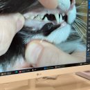 백신주유소 | 종합검진 하다가 발견된 고양이 종양 제거 수술 후기 (주사부위암종) : 대구 수성구 친절하고 꼼꼼한...