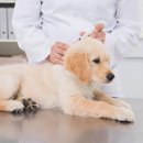 이로운 동물병원 이미지
