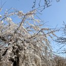 인천대공원(정문) | 인천대공원 주말 벚꽃 나들이 후기 │ 26년 벚꽃축제 정보