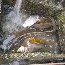 옛매운탕 이미지