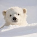 북극곰 이미지