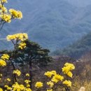 구례산수유