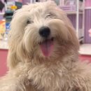 아지트댕댕 이미지