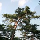 국립 칠보산자연휴양림 Daum카페