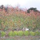 김주일농장 이미지