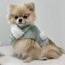 올래퍼피 | 1)입양_포메라니안을 입양했다(in 청담펫츠)