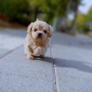 강아지분양 더펫 이미지