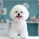 강아지분양 애견입양 아이러브독 수원점 말티푸미니비숑포메 이미지